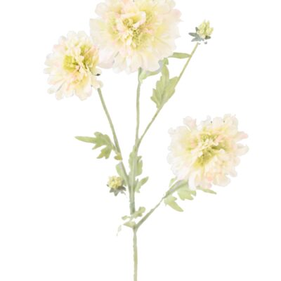 scabious 75 1 scaled