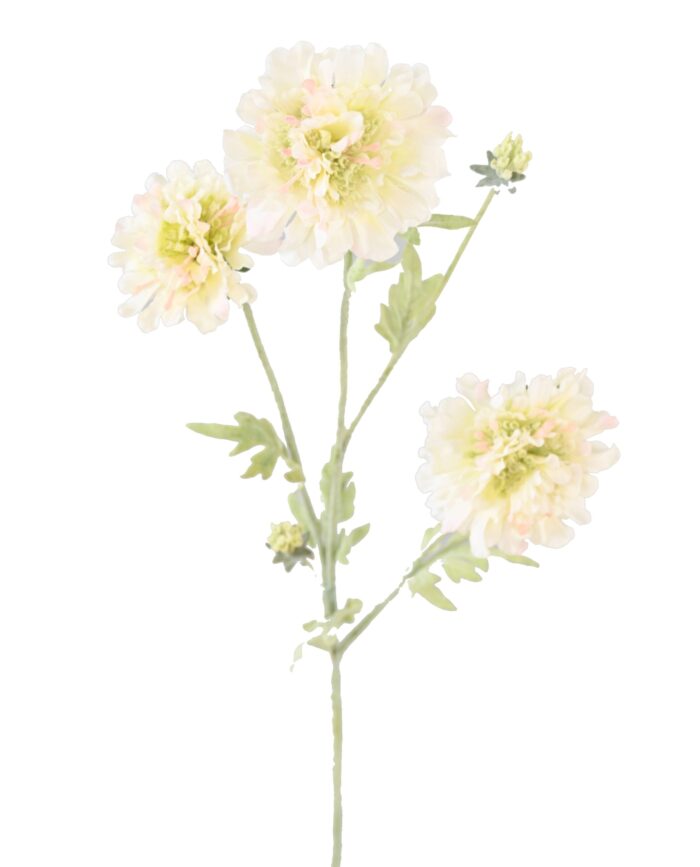 scabious 75 1 scaled