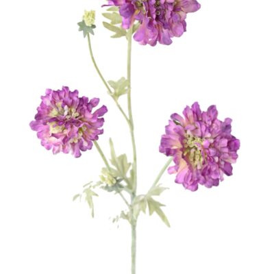 scabious 75 2 scaled