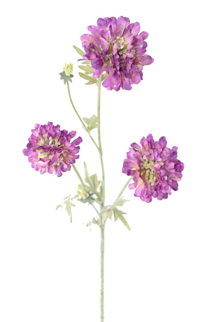 scabious 75 2 scaled