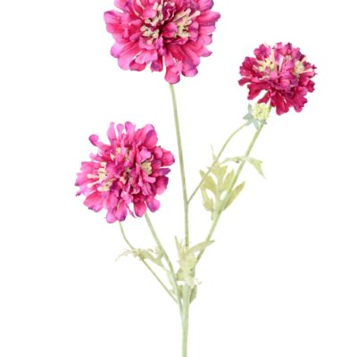 scabious 75 3 scaled