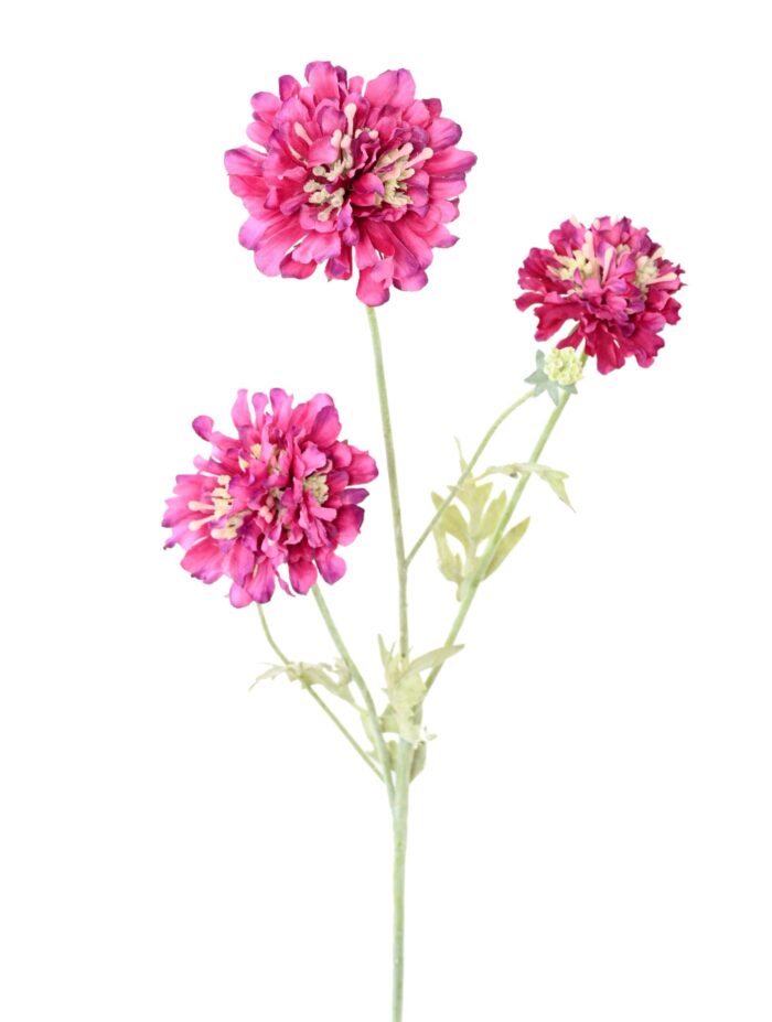 scabious 75 3 scaled