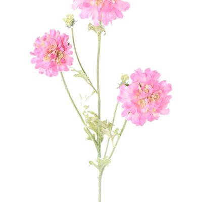 scabious 75 4 scaled
