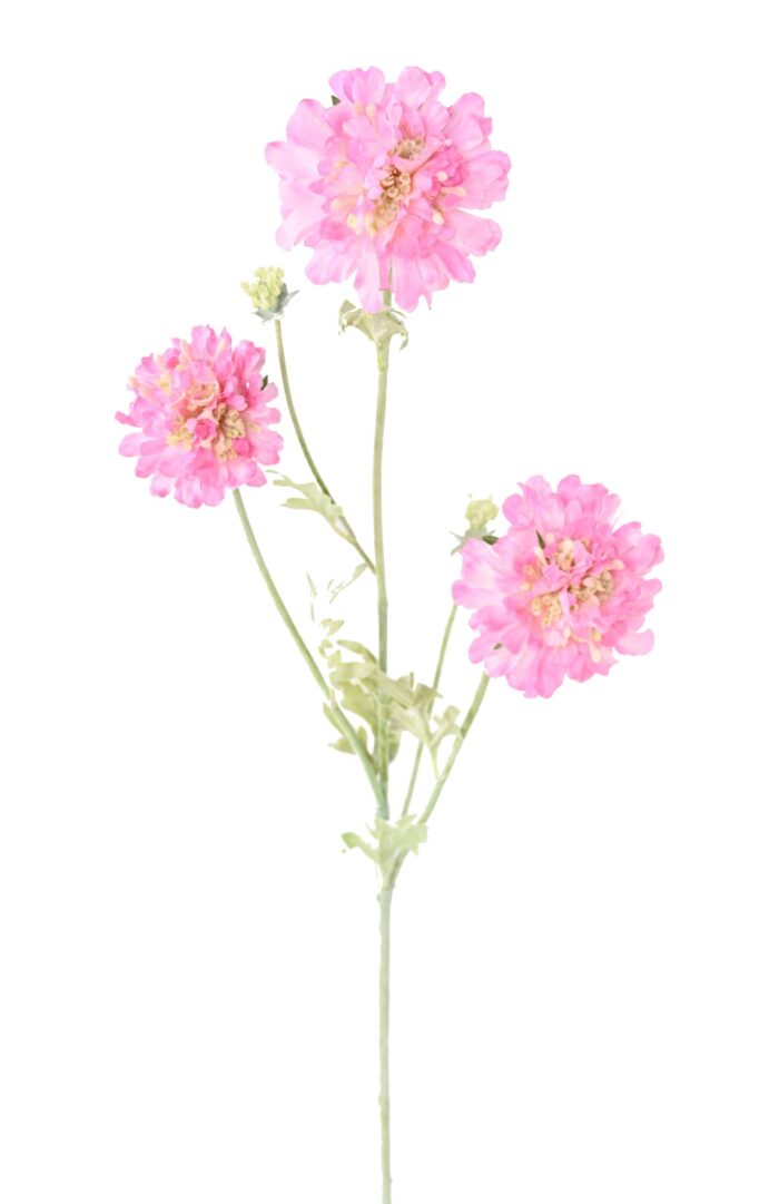 scabious 75 4 scaled