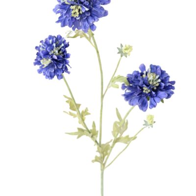 scabious 75 scaled
