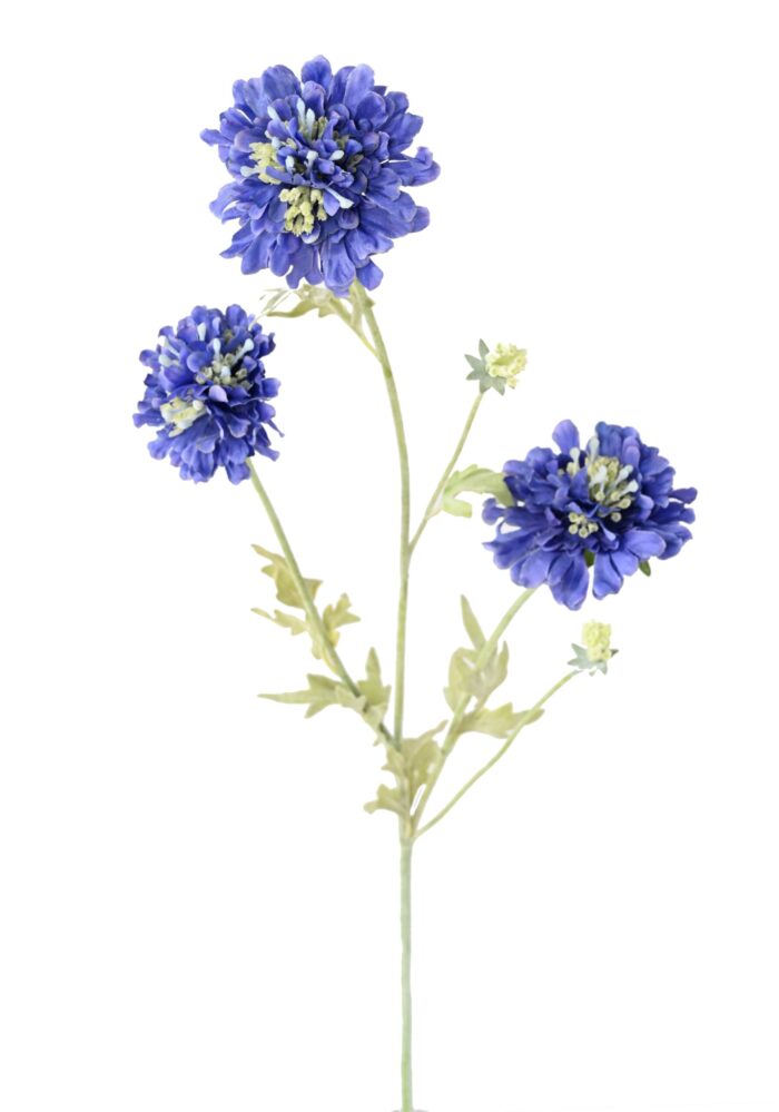 scabious 75 scaled