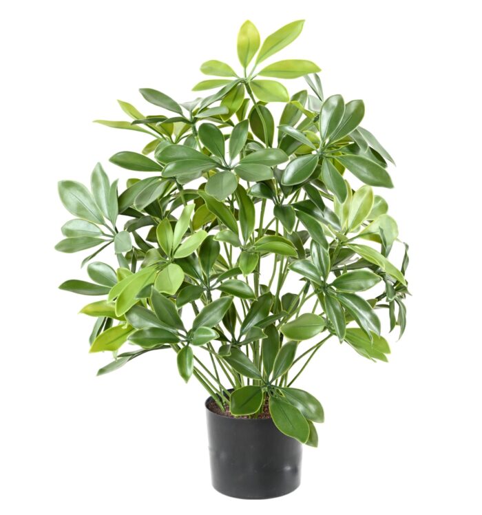 schefflera pot plast uv scaled