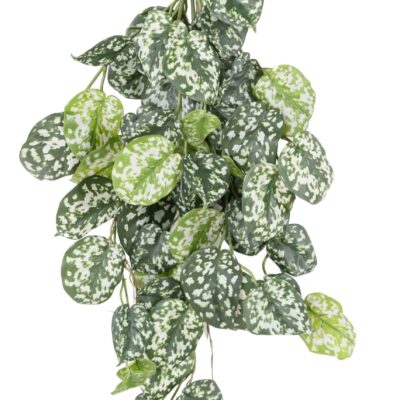 scindapsus 60 scaled