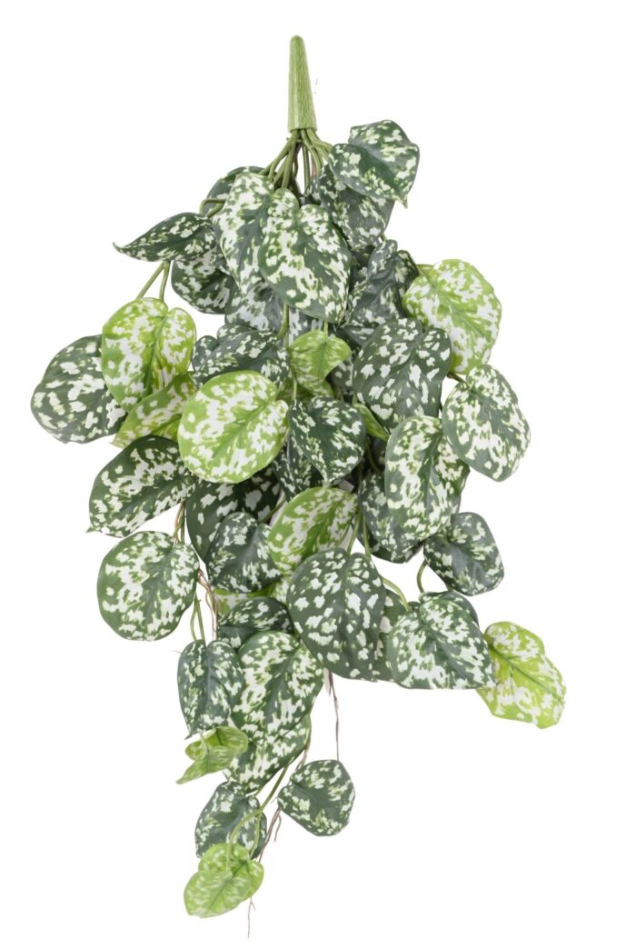 scindapsus 60 scaled