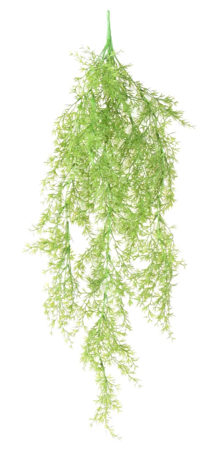 selaginelle fall scaled