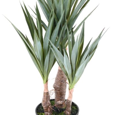 sisal agave 55 scaled