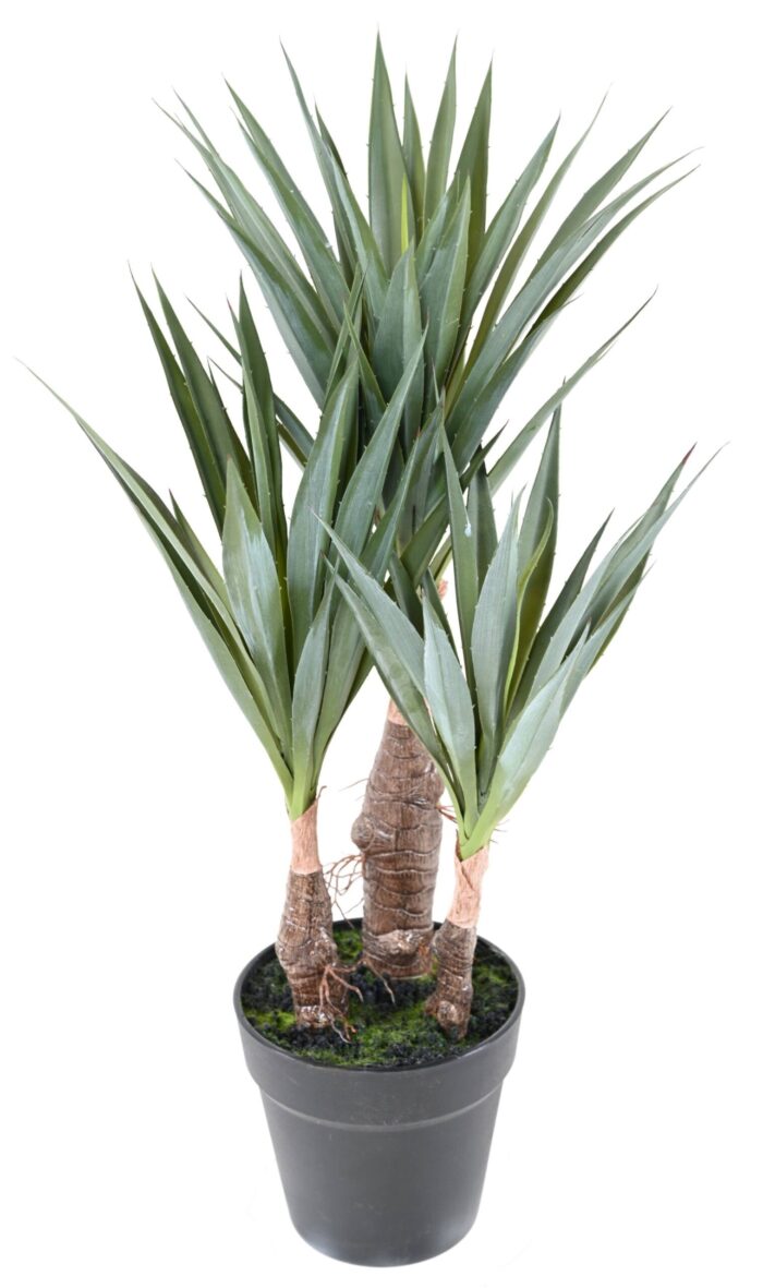 sisal agave 55 scaled