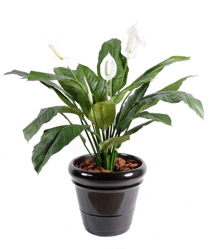 spathiphyllum 4 fl jar