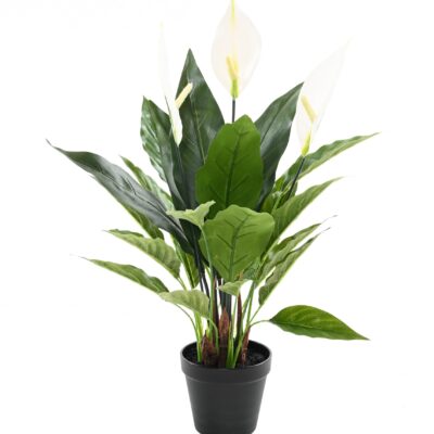 spathiphyllum 50 cm scaled