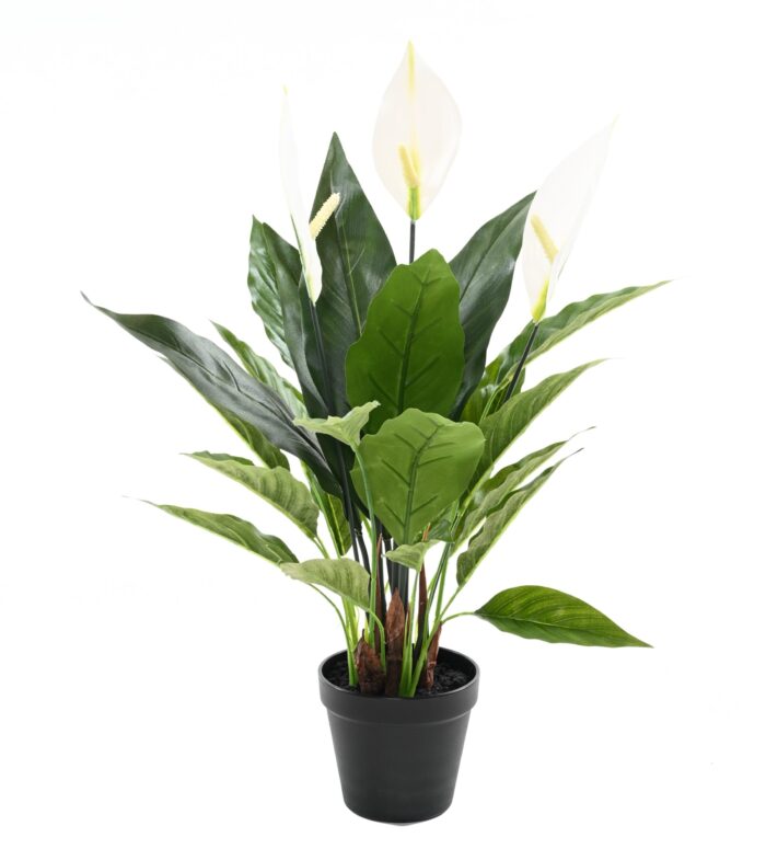 spathiphyllum 50 cm scaled
