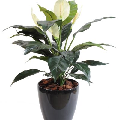 spathiphyllum 5fl pot