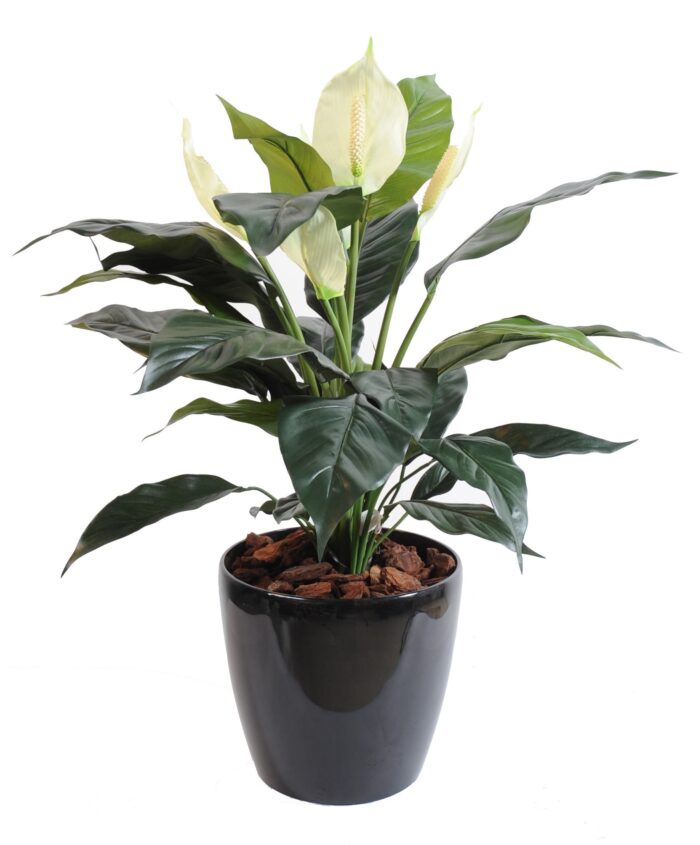 spathiphyllum 5fl pot