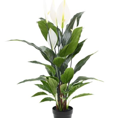 spathiphyllum 90 cm scaled