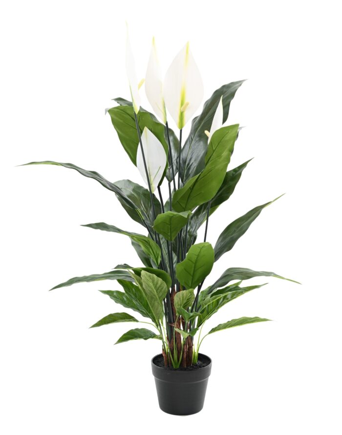 spathiphyllum 90 cm scaled