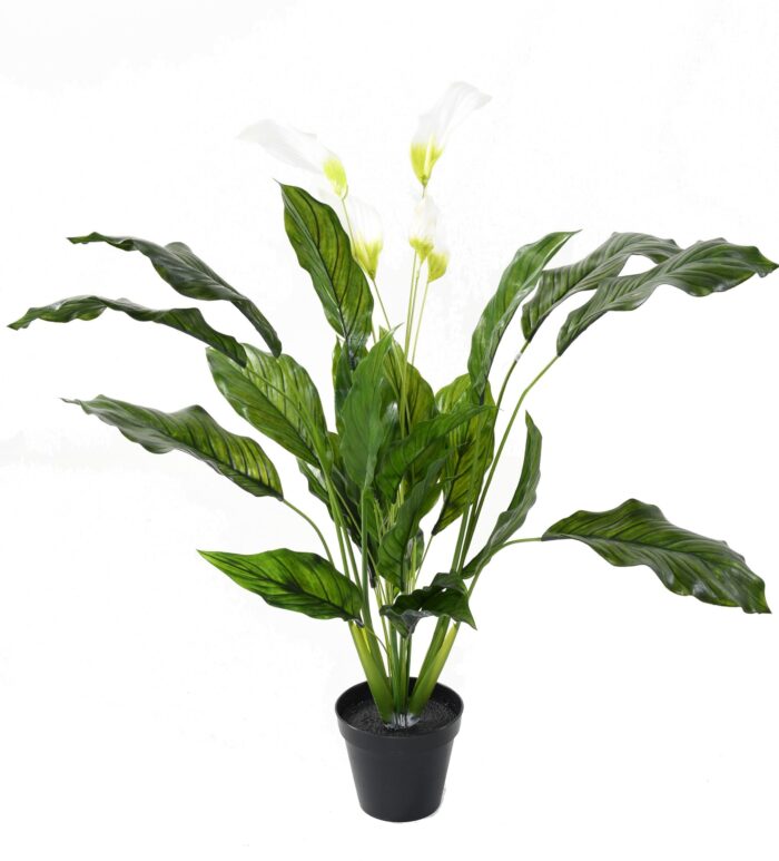 spathiphyllum large plast scaled