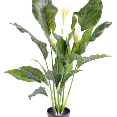spathiphyllum plast 5 fl