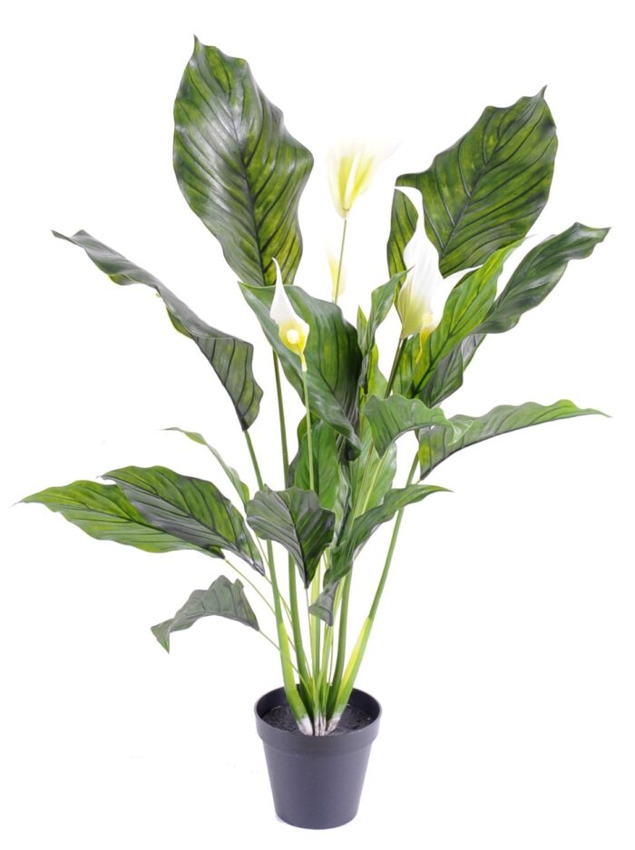 spathiphyllum plast 5 fl