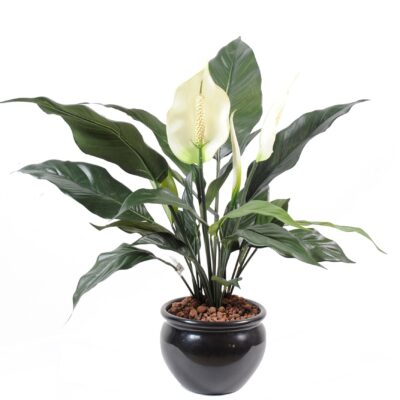 spathiphyllum2fl1bt pot
