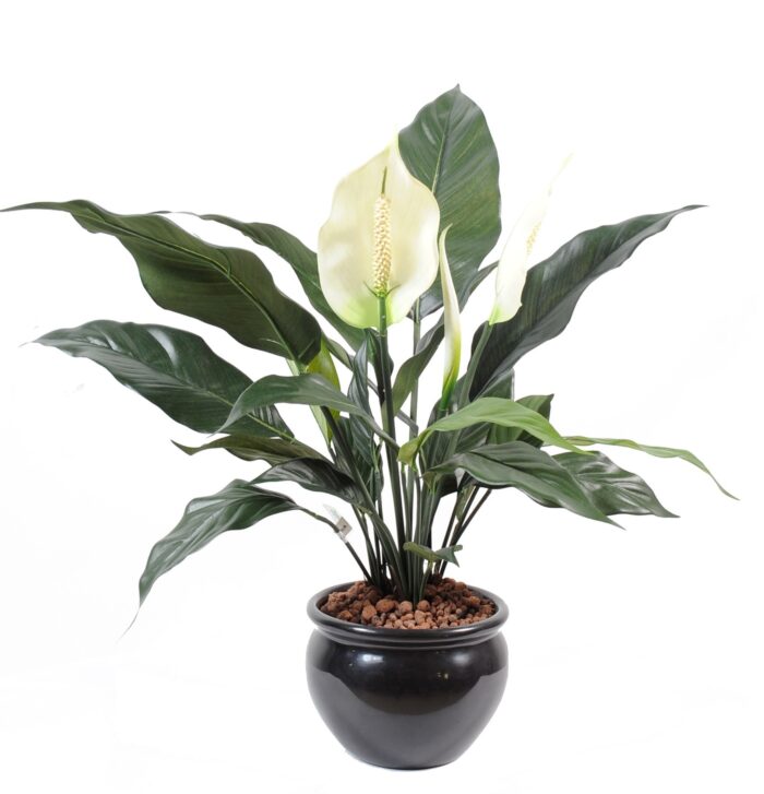spathiphyllum2fl1bt pot