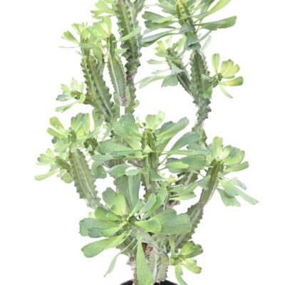 spurge lactee 110 scaled