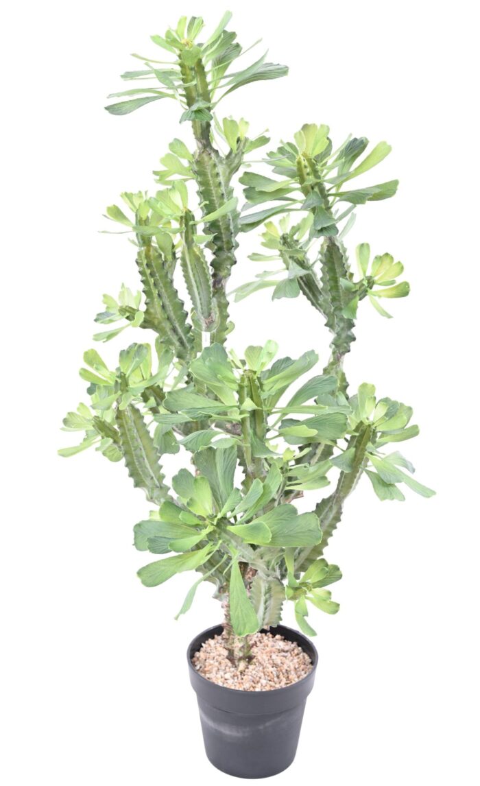 spurge lactee 110 scaled