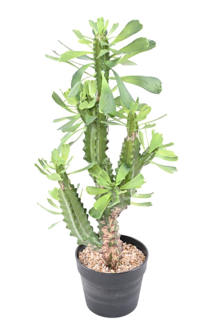 spurge lactee 65 scaled