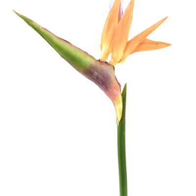 strelitzia 80 scaled