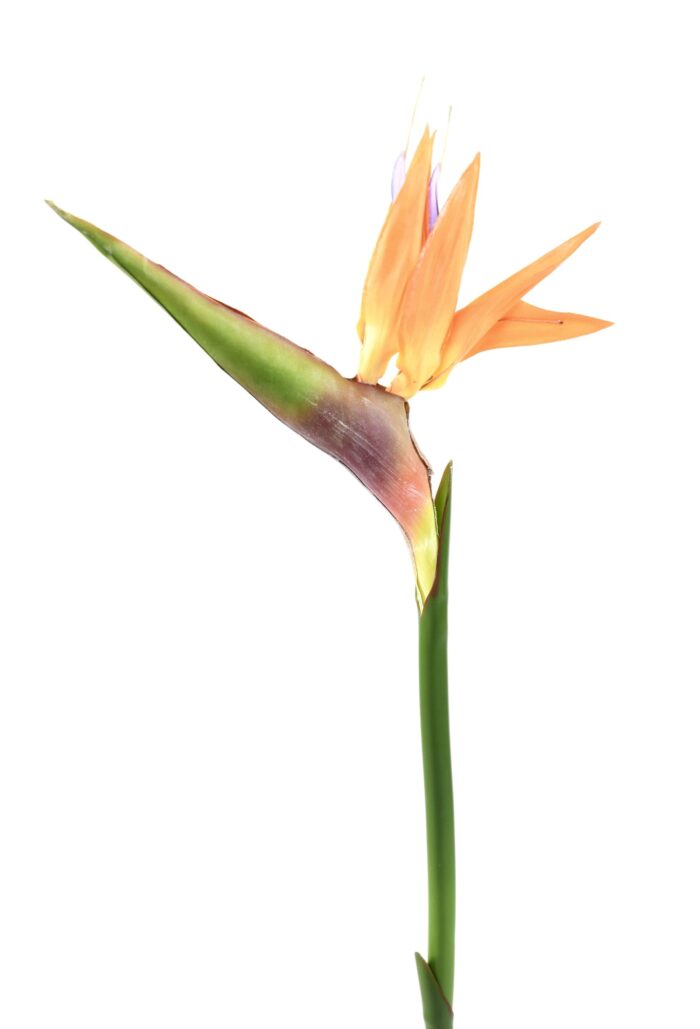 strelitzia 80 scaled