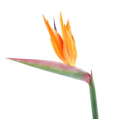 strelitzia stem scaled