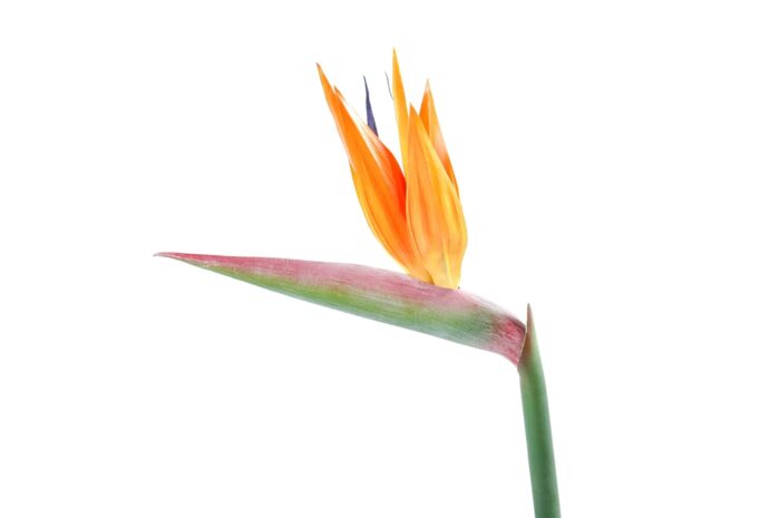 strelitzia stem scaled