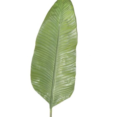 strelizia leaf 165 scaled