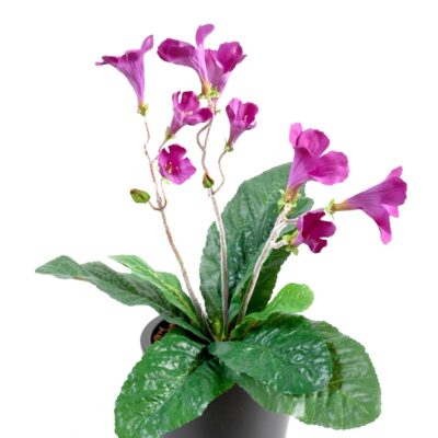 streptocarpus