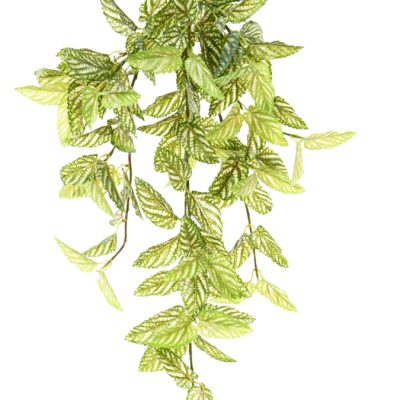 strobilanthes red ivy scaled