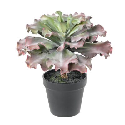 succulent adromischus cristatus scaled