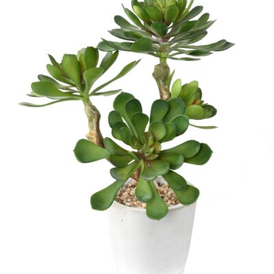 succulent in pot 30 scaled
