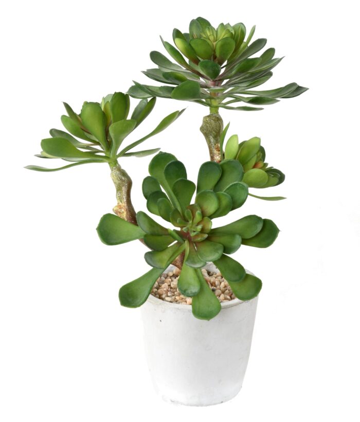 succulent in pot 30 scaled