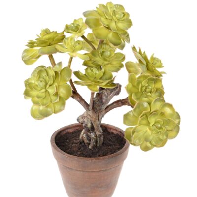 succulent pot scaled