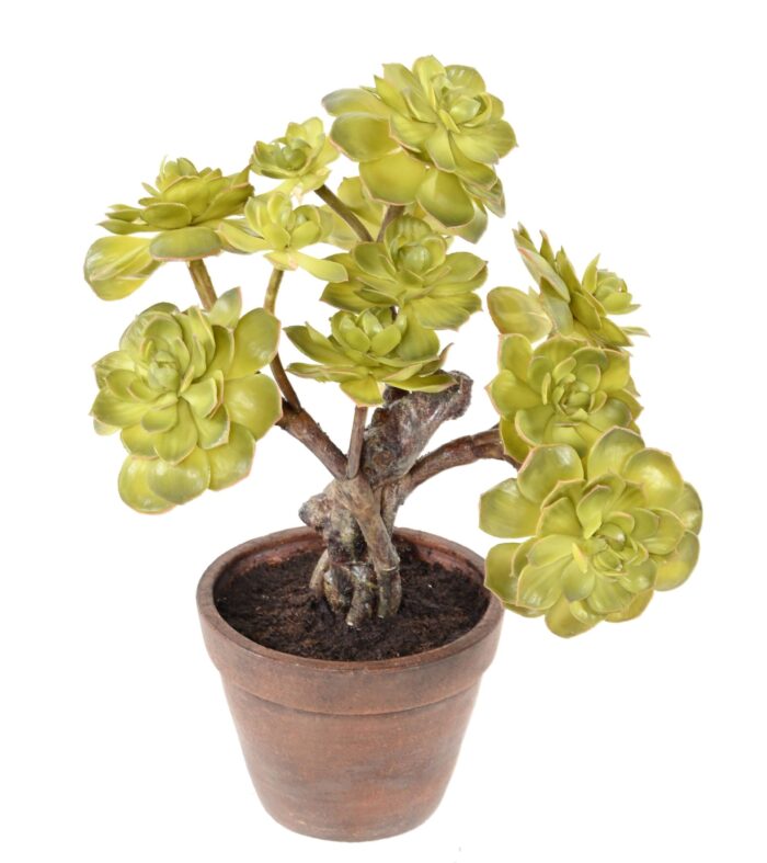succulent pot scaled