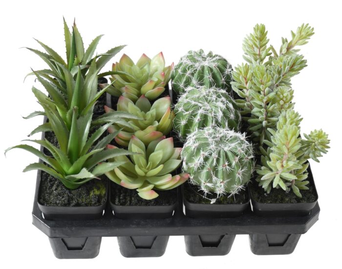 succulent with 12 scaled