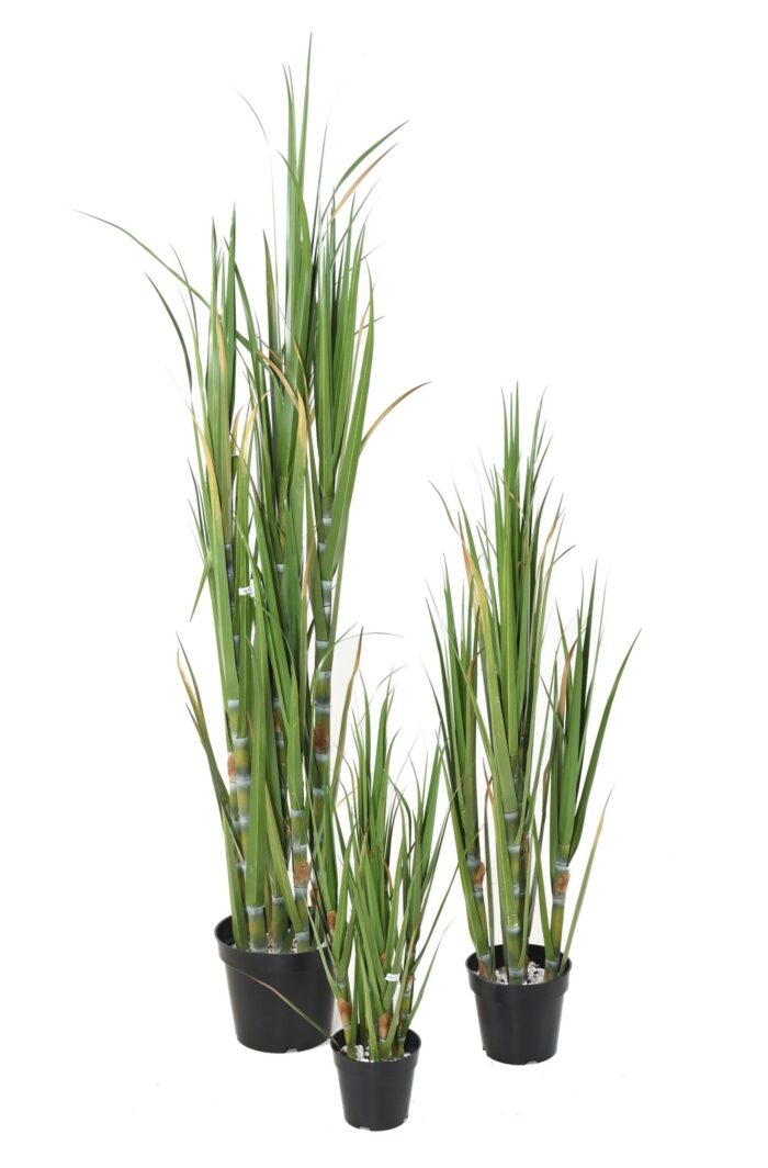 sugar cane scaled
