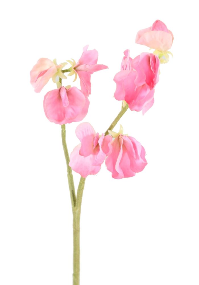 sweet peas 1 scaled