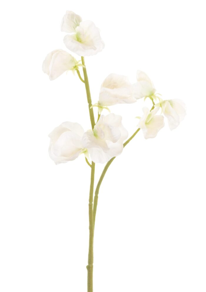 sweet peas scaled