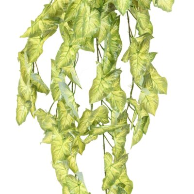 syngonium chute 1 scaled