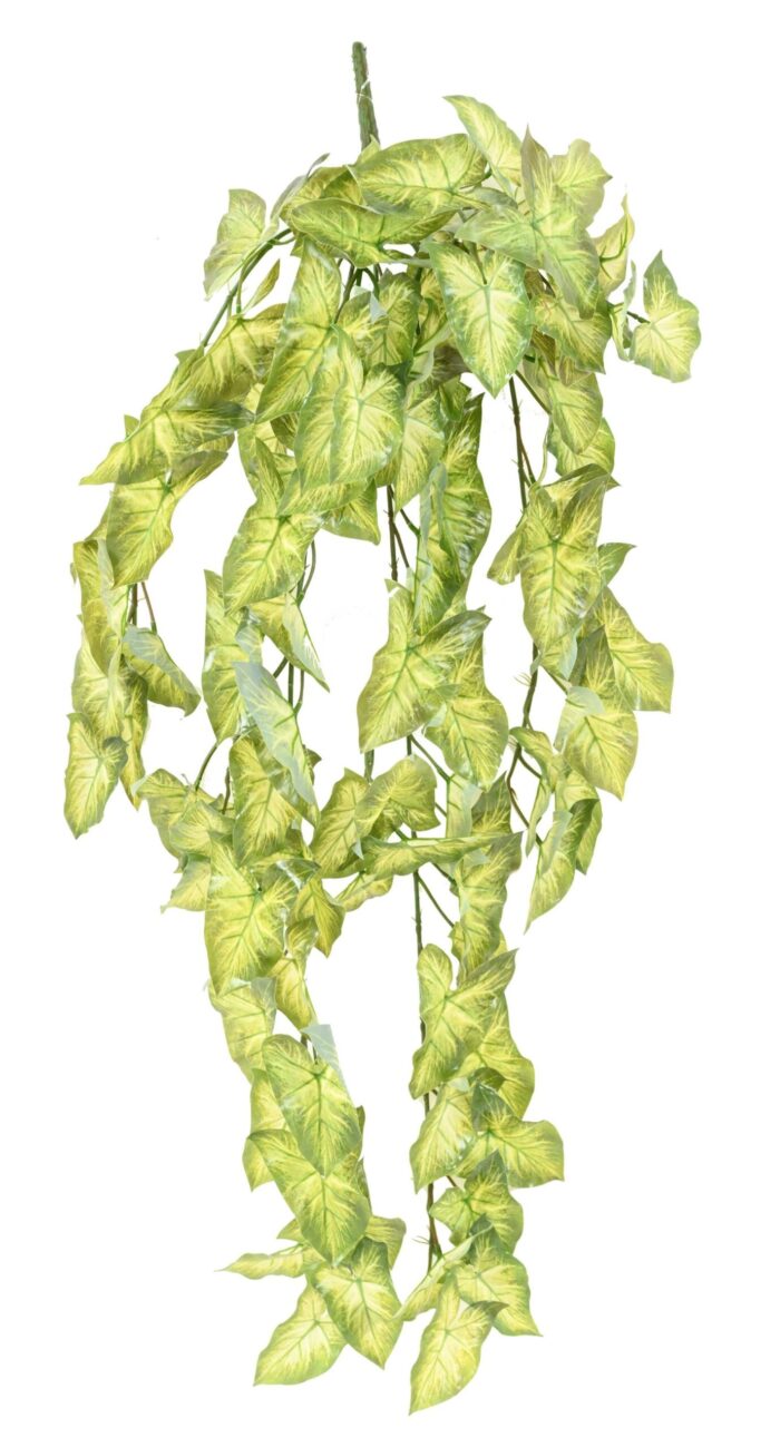 syngonium chute 1 scaled