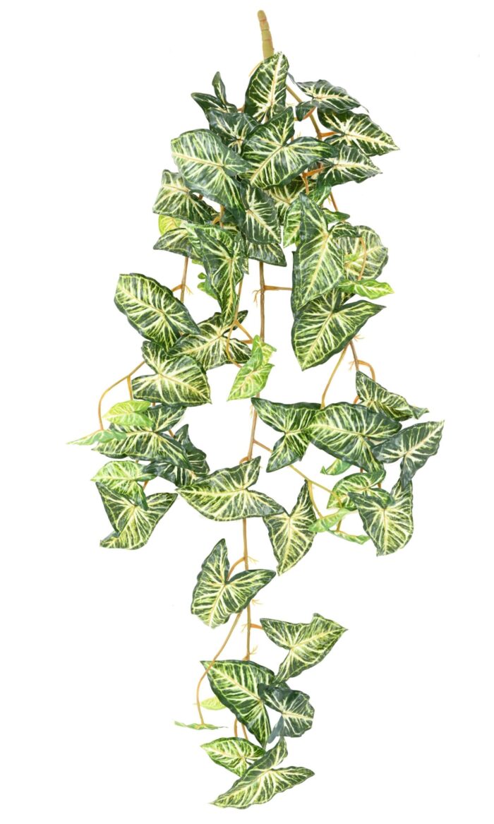 syngonium chute 110 1 scaled
